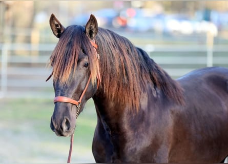 PRE Croisé, Hongre, 5 Ans, 158 cm, Noir