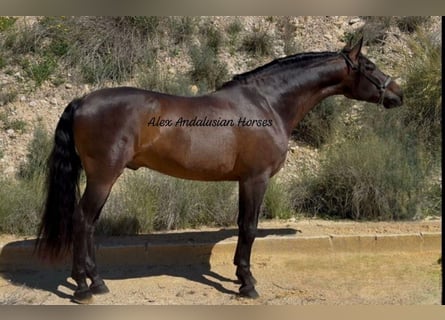 PRE Croisé, Hongre, 5 Ans, 159 cm, Bai brun