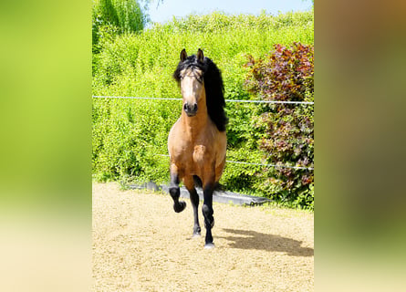 PRE Croisé, Hongre, 5 Ans, 159 cm, Buckskin