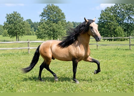 PRE Croisé, Hongre, 5 Ans, 159 cm, Isabelle