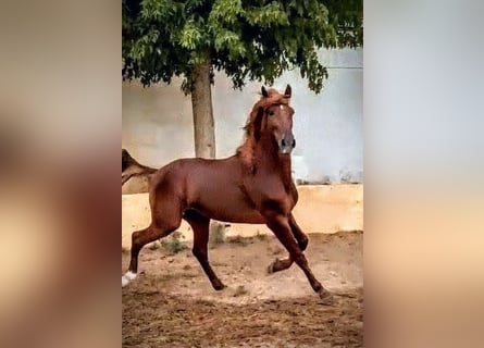 PRE Croisé, Hongre, 5 Ans, 160 cm, Alezan