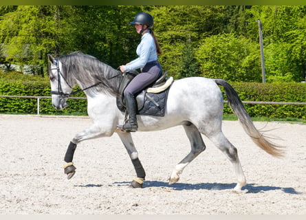 PRE Croisé, Hongre, 5 Ans, 160 cm, Gris