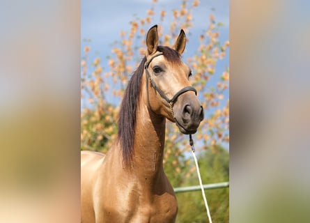 PRE Croisé, Hongre, 5 Ans, 160 cm, Isabelle