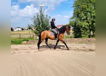 PRE Croisé, Hongre, 5 Ans, 162 cm, Bai