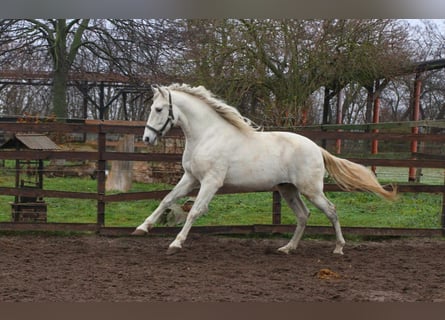 PRE, Hongre, 5 Ans, 163 cm, Gris