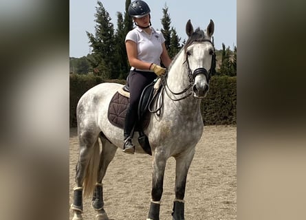 PRE Croisé, Hongre, 5 Ans, 163 cm, Gris pommelé