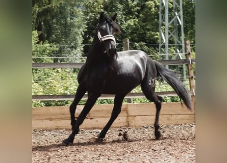 PRE Croisé, Hongre, 5 Ans, 164 cm, Noir