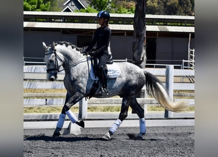 PRE Croisé, Hongre, 5 Ans, 165 cm, Gris