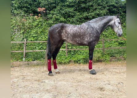 PRE Croisé, Hongre, 5 Ans, 165 cm, Gris