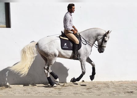 PRE, Hongre, 5 Ans, 165 cm, Gris