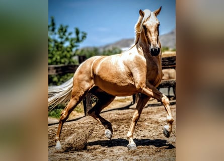 PRE Croisé, Hongre, 5 Ans, 165 cm, Palomino