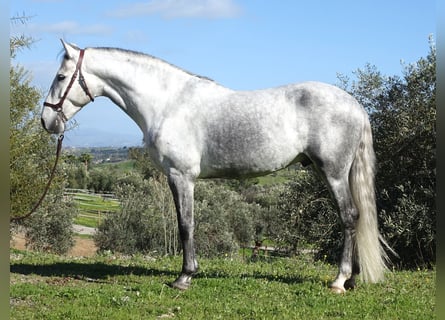 PRE, Hongre, 5 Ans, 166 cm, Gris
