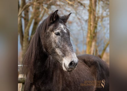 PRE Croisé, Hongre, 5 Ans, 166 cm, Gris noir