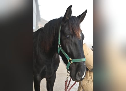 PRE Croisé, Hongre, 5 Ans