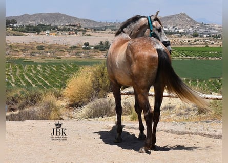 PRE Croisé, Hongre, 5 Ans, Gris (bai-dun)