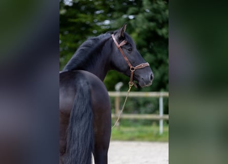 PRE, Hongre, 6 Ans, 160 cm, Noir
