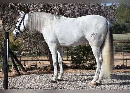 PRE Croisé, Hongre, 6 Ans, 163 cm, Gris