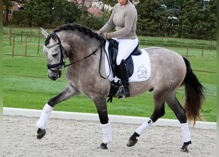 PRE Croisé, Hongre, 6 Ans, 163 cm, Gris