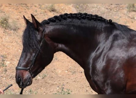 PRE Croisé, Hongre, 6 Ans, 164 cm, Bai brun