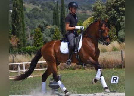 PRE Croisé, Hongre, 6 Ans, 164 cm, Bai cerise