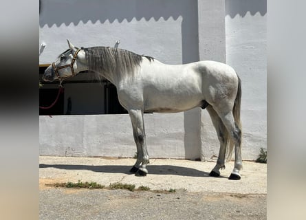 PRE Croisé, Hongre, 6 Ans, 164 cm, Gris