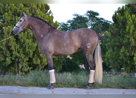 PRE Croisé, Hongre, 6 Ans, 164 cm, Gris pommelé