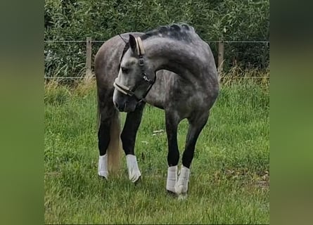 PRE, Hongre, 6 Ans, 165 cm, Gris