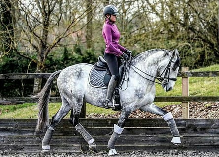 PRE Croisé, Hongre, 6 Ans, 165 cm, Gris