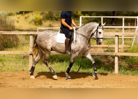 PRE Croisé, Hongre, 6 Ans, 166 cm, Gris