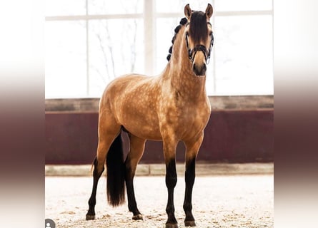 PRE Croisé, Hongre, 6 Ans, 167 cm, Buckskin