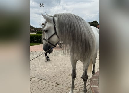 PRE Croisé, Hongre, 6 Ans, 167 cm, Gris