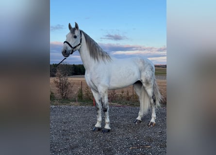 PRE Croisé, Hongre, 6 Ans, 167 cm, Gris