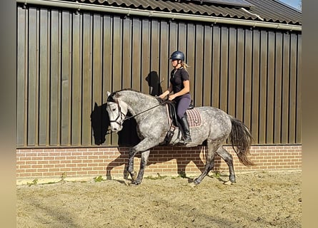 PRE Croisé, Hongre, 6 Ans, 167 cm, Gris