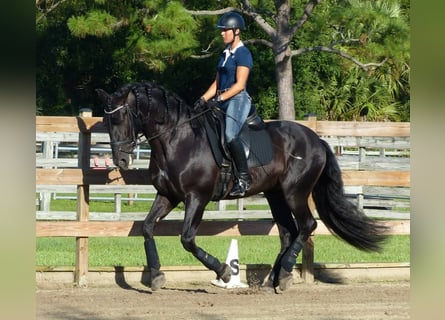 PRE Croisé, Hongre, 6 Ans, 167 cm, Noir