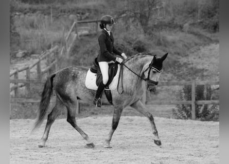 PRE Croisé, Hongre, 6 Ans, 168 cm, Gris