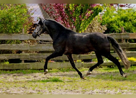 PRE, Hongre, 6 Ans, 170 cm, Gris noir