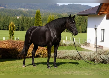PRE, Hongre, 6 Ans, 170 cm, Noir