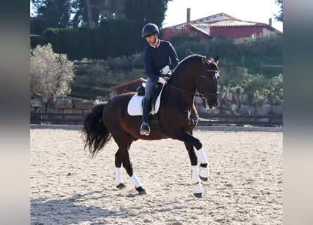 PRE, Hongre, 6 Ans, 170 cm, Noir