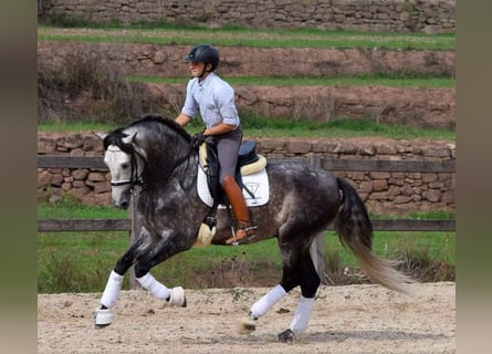 PRE, Hongre, 6 Ans, 171 cm, Gris