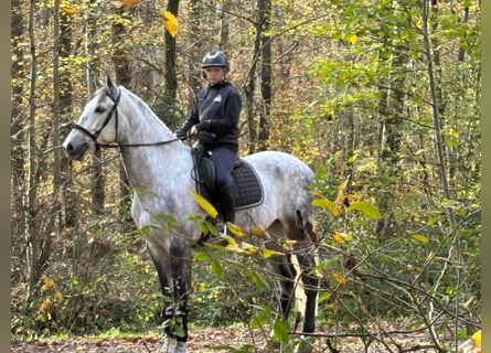 PRE Croisé, Hongre, 6 Ans, 171 cm, Gris