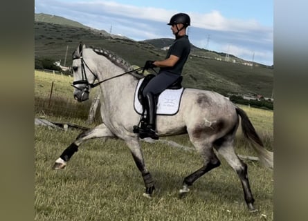 PRE, Hongre, 6 Ans, 175 cm, Gris