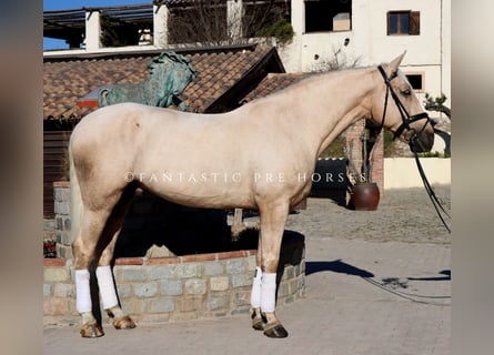 PRE Croisé, Hongre, 6 Ans, 175 cm, Palomino