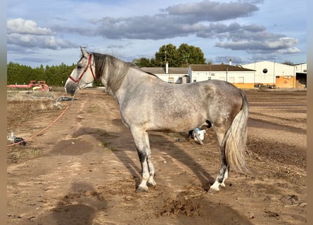 PRE Croisé, Hongre, 6 Ans, 177 cm, Gris
