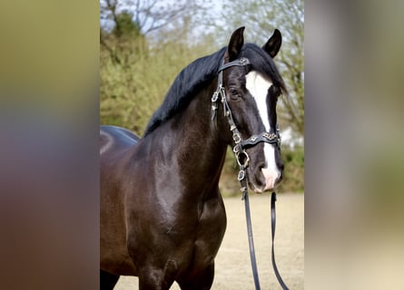 PRE, Hongre, 7 Ans, 157 cm, Noir