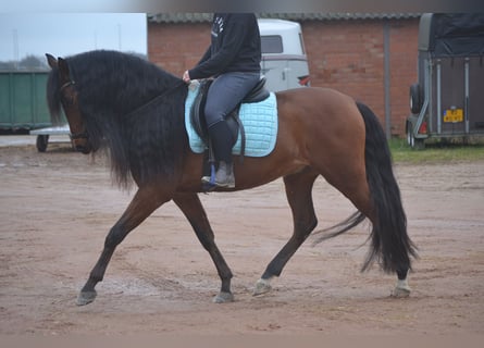 PRE Croisé, Hongre, 7 Ans, 158 cm, Bai