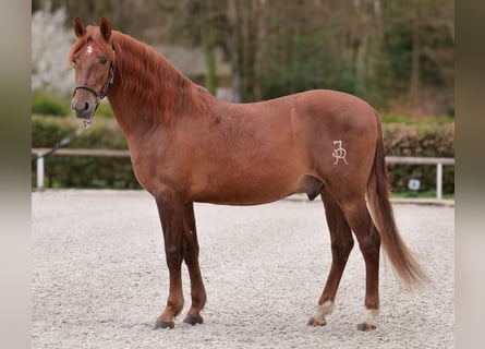 PRE Croisé, Hongre, 7 Ans, 160 cm, Alezan