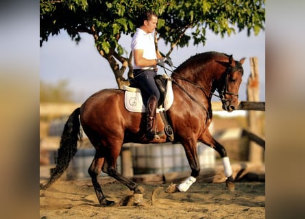 PRE Croisé, Hongre, 7 Ans, 162 cm, Bai