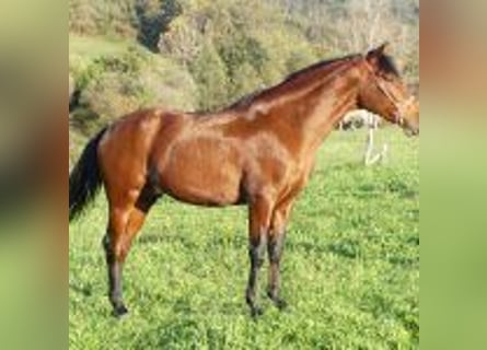 PRE Croisé, Hongre, 7 Ans, 163 cm, Bai cerise