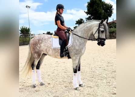 PRE Croisé, Hongre, 7 Ans, 163 cm, Gris