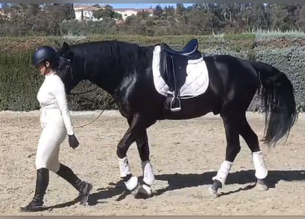 PRE Croisé, Hongre, 7 Ans, 164 cm, Noir